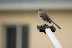 A Northern mockingbird bird perched on a fence pole
