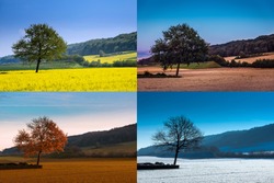 A tree in four seasons