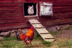 Beautiful grown healthy rooster walking in rural yard. White hen standing in coop door or entering chicken coop. Cock going on grass, chicken looking on it. Coop in a swedish traditional red farmhouse