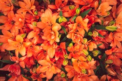 Beautiful orange lilies. Close up of blooming Orange Twins lily flowers. Bright floral background, card, pattern with filed full frame picture. Top view. View from above.