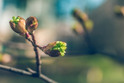 Tree buds in spring. Young large buds on branches against blurred background under the bright sun. Beautiful Fresh spring Natural background. Sunny day. View close up. Few buds for spring theme.