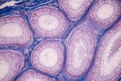Anatomy and Histological Ovary and Testis human cells under microscope.
