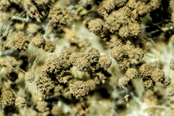 Aspergillus (mold) under the Stereo microscope view for education in laboratory.(soft focus and have Grain/Noise)