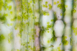 Cell structure Hydrilla, view of the leaf surface showing plant cells under the  microscope for classroom education.