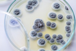 Penicillium, ascomycetous fungi are of major importance in the natural environment as well as food and drug production.

