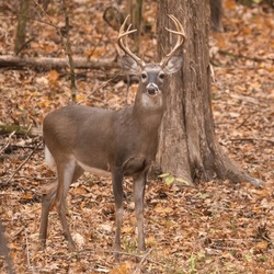 Buck in the woods on a fall day