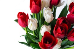 Flowers background. Beautiful view of red and white flowering tulips in a vase, isolated for 8 march or international women day. 