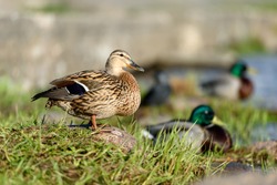 Birds and animals in wildlife concept. Amazing closeup view of brown mallard female duck on stone on sunlight with others swimming duck in water of park river landscape. Duck family at spring time.