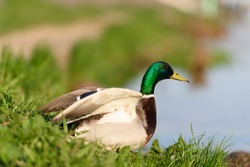 Birds and animals in wildlife. Closeup perspective of beautiful duck under sunlight going to fly.