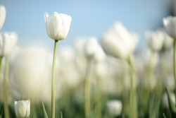Close up nature view of amazing white tulips blooming in garden at middle of spring under sunlight. Natural sunny flower plants landscape and blue sky as a background. 