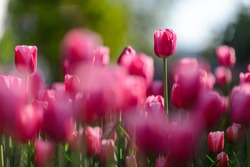 Close up flowers background. Amazing view of colorful pink tulip flowering in the garden and green grass landscape at sunny summer or spring day.