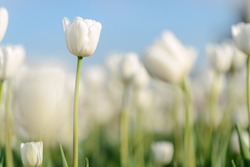Beautiful tulip flowers background. Amazing view of bright white tulip flowers blooming in the garden at the middle of sunny spring day with green grass and blue sky landscape. 