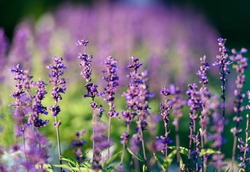 Natural flower background. Amazing nature view of purple flowers blooming in garden under sunlight at the middle of summer day. 