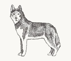 Husky. Hand drawn vector illustration of a dog. Realistic sketch
