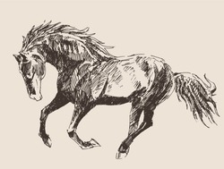 horse vintage engraved illustration, retro style, hand drawn
