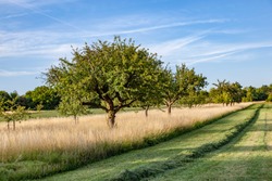 beautiful typical speierling apple tree in meadow for the german drink applewine