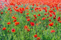 colorful red poppy flowers in the meadow in beautiful impressionistic light