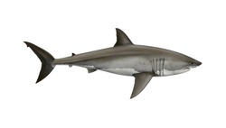 Scientific illustration of a  great white shark, Carcharodon carcharias. The most infamous but misunderstood shark. One of the largest predator animals in the world.