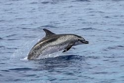 A jumping wild atlantic spotted dolphins, Stenella frontalis, sighted during a whale watching trip in front of the coast between Pico and Faial, in the western Açores Islands.