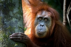 Portrait of the famous and endangered sumatran orangutan. One of the most famous wild animals from Indonesia.