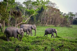Elephants crossing the safari track in Kaziranga National Park, A UNESCO World Heritage site, situated in the Indian state of Assam