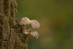 Decaying veiled oyster mushrooms growing on a treetrunk, selective focus - Pleurotus dryinus 