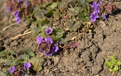 Sunny small ground ivy covering the soil - edible wildflowers - Glechoma hederacea 