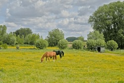 Brown and black horse grazing in a spring meadow with yellow flowers and green trees on a cloudy day near Zottegem, Flanders, Belgium 