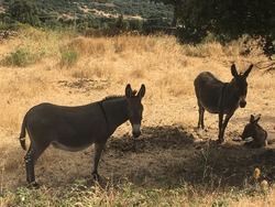 donkeys resting in the shade