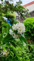 murraya paniculata beauty white flower