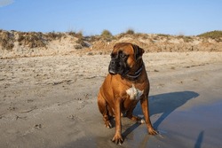 Boxer dog enjoying a day at the beach