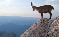 sunset with mountain goat - Alpine Ibex - in Julian Alps