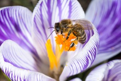 Crocus flower close up in spring with a honey bee