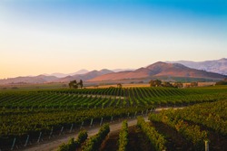 A vineyard in Santa Ynez, California.