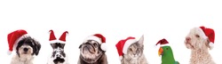 Group of animal heads with santa claus hats