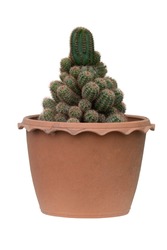 Cylindrical cactus with many soft branches with brown plastic pots. on isolated white background.