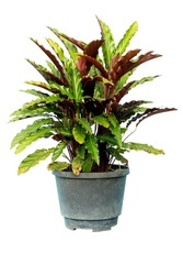 Calathea rufibarba Fenzl Tree or MARANTACEAE and or Furry feather calathea on old plastic black pot. Air purifying plants for indoor planting. On isolated white background with clipping path.