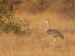 Majestic Great Indian Bustard in the wild expanse of Desert National Park, Jaisalmer. A symbol of grace and rarity, captured in its natural habitat