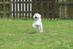 White toy poodle playing in the garden