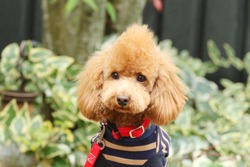 Fashionable toy poodle