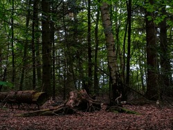Woods full of dark forest