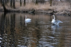 Mating swans in lake with reflections and ripples. Brown earthy tones in background. One swan flapping his wings.