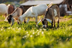 Cattle farming. Domestic goats in the eco farm. Goats eat fresh hay or grass on ecological pasture on a meadow. Farm livestock farming for the industrial production of goat milk dairy products