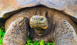 Close Up Portrait of a Giant Galapagos Tortoise (Chelonoidis nigra) on Santa Cruz Island, Galapagos national park, Ecuador.