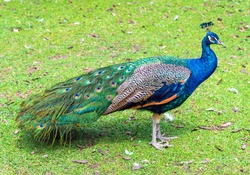 Portrait of a male Indian Peafowl or Peacock (Pavo cristatus) in the grass.