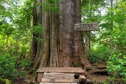 1500 years old Western Cedar Tree (Thuja plicata) known as the tree of life along big tree trail hike, Meares Island, British Columbia, Canada.