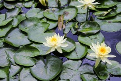white water Lilly flower in bloom surrounded by lily pads