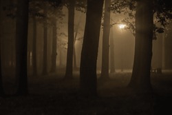 Evening walks in a foggy autumn park