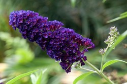 Sydney Australia, purple flowerhead of a  buddleja davidii 'black knight' bush 