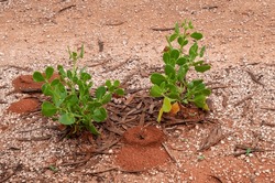 Mourquong Australia, ant nests near small plant in the red dirt of the outback 